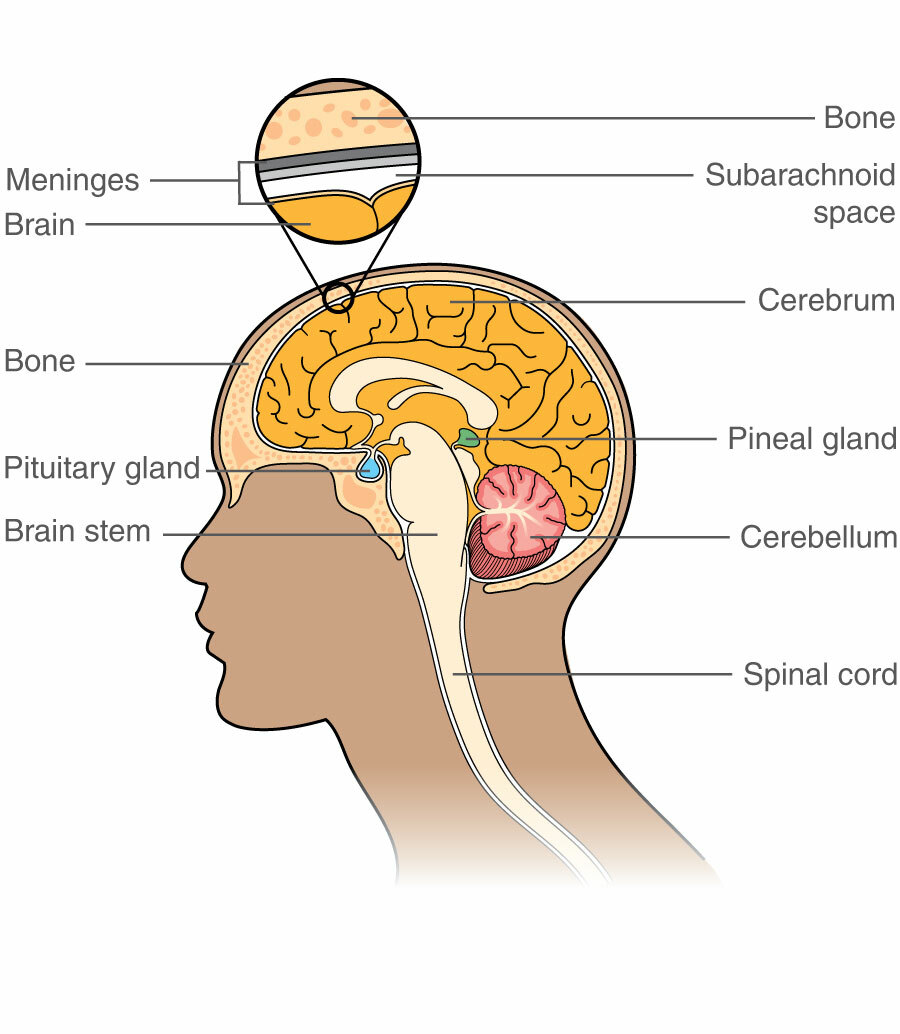 Human Anatomy: Pituitary gland hormones