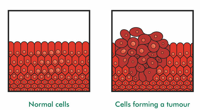 Cells 2013