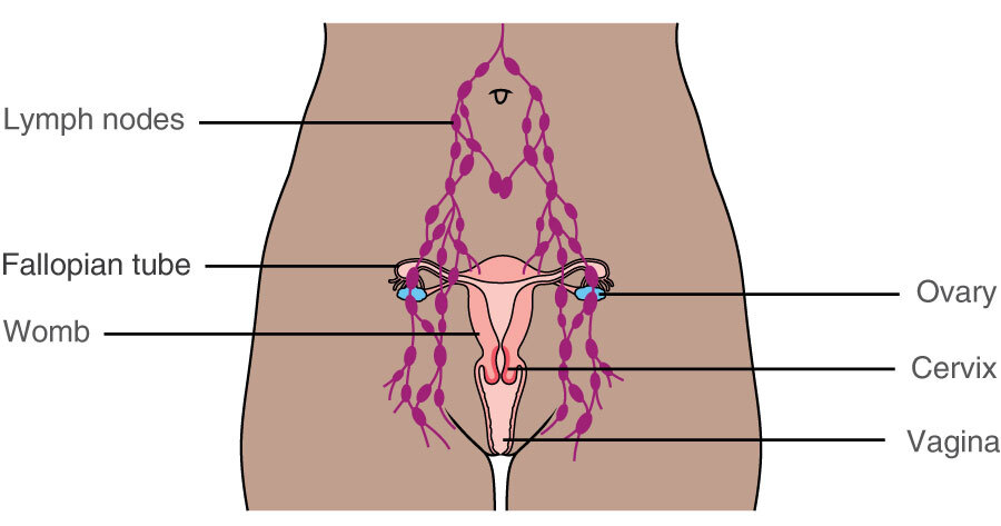 The pelvic lymph nodes