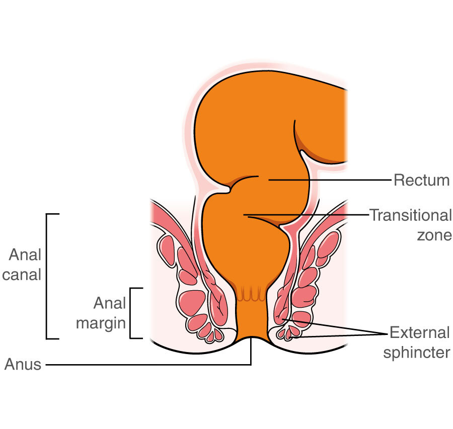 Anal Sex Cross Section