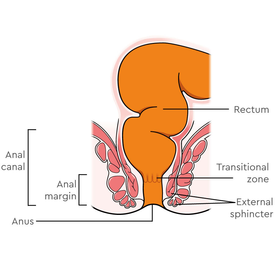 Anal Sex Cross Section