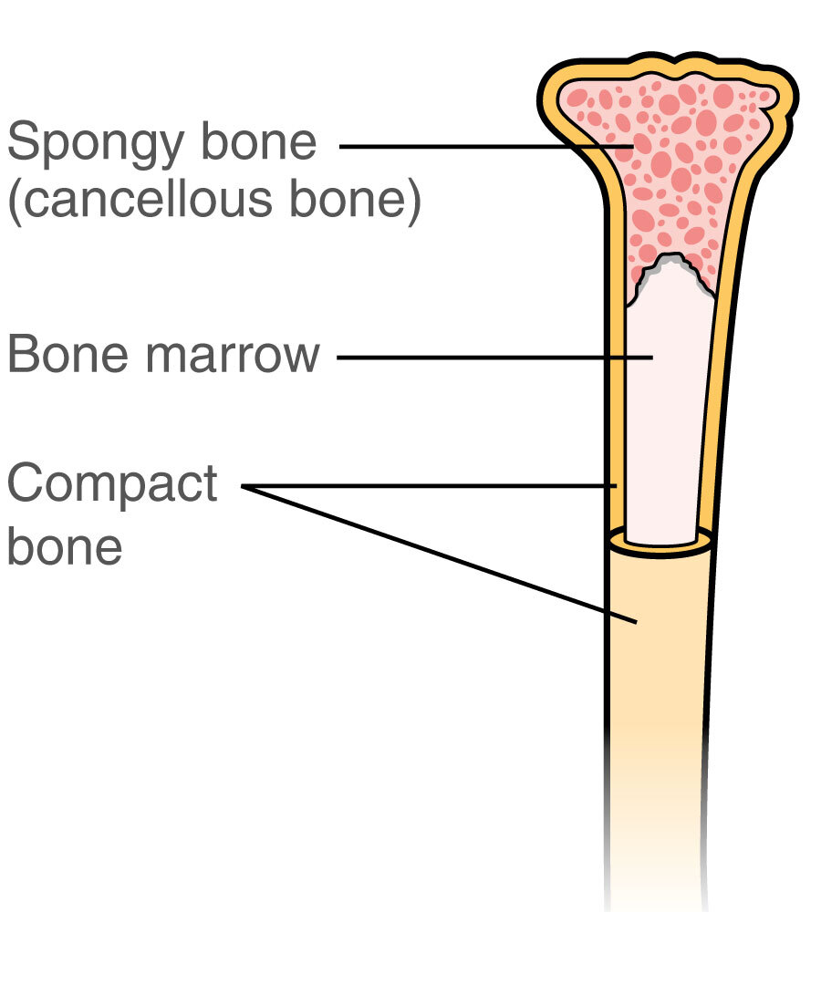 The bones - Cancer Information - Macmillan Cancer Support