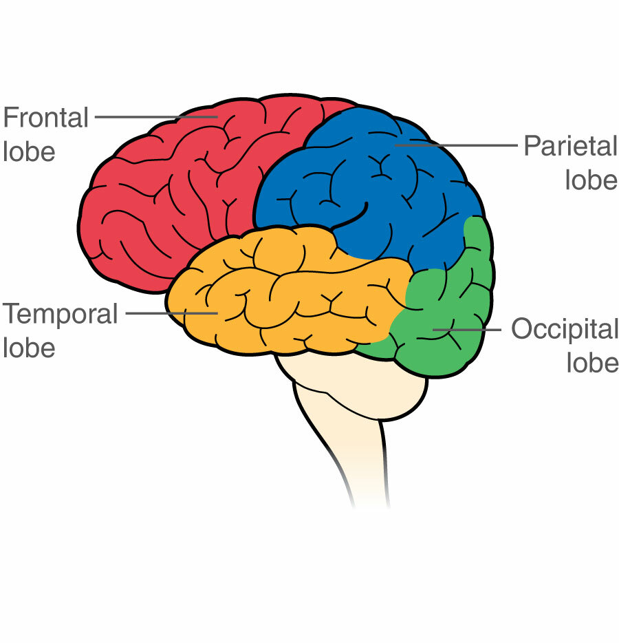 Diagram of the brain and their functions - Security sistems