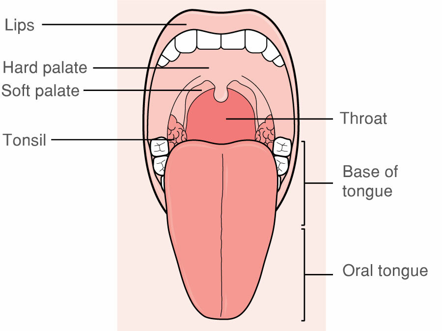 Parts Of The Mouth Diagram 63