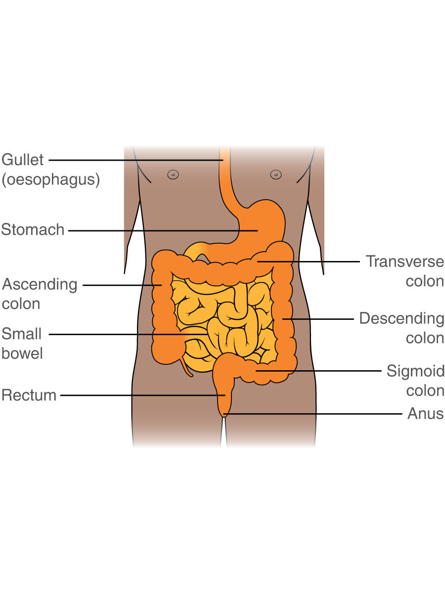 Small bowel cancer - Cancer Information - Macmillan Cancer Support