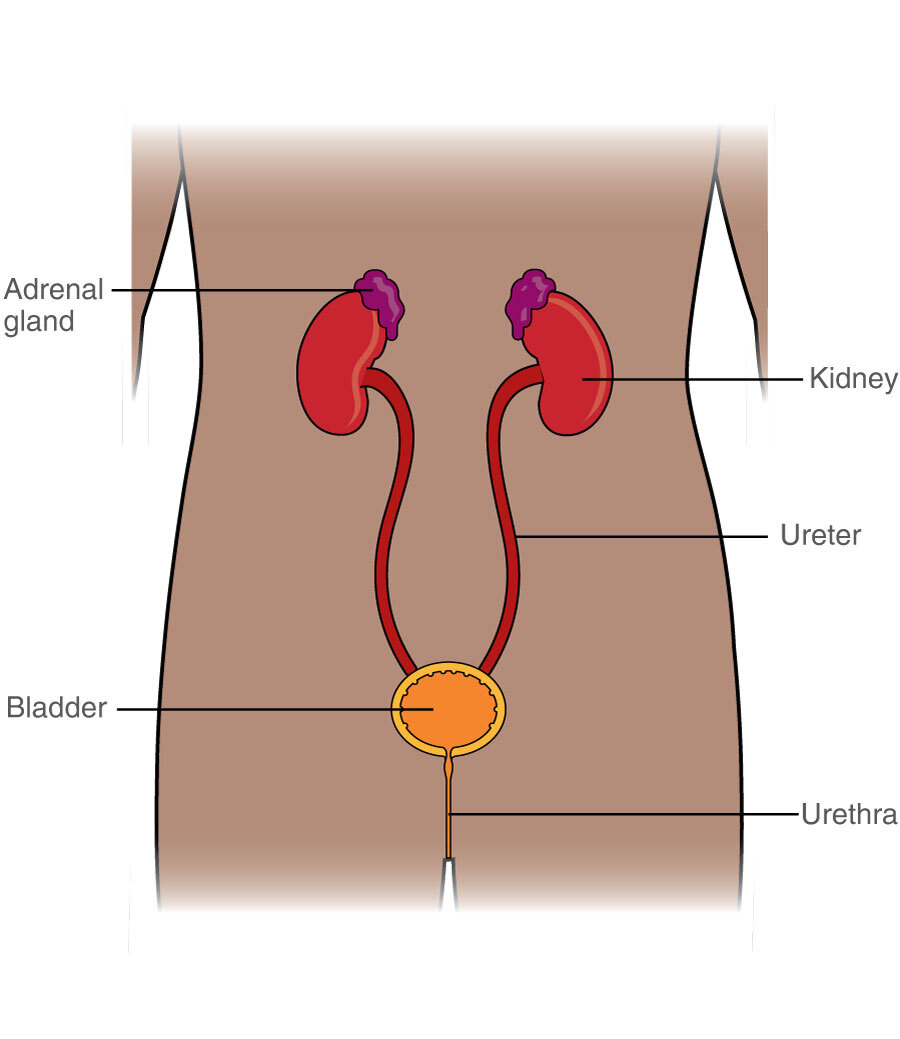 Where are glands located in the body?