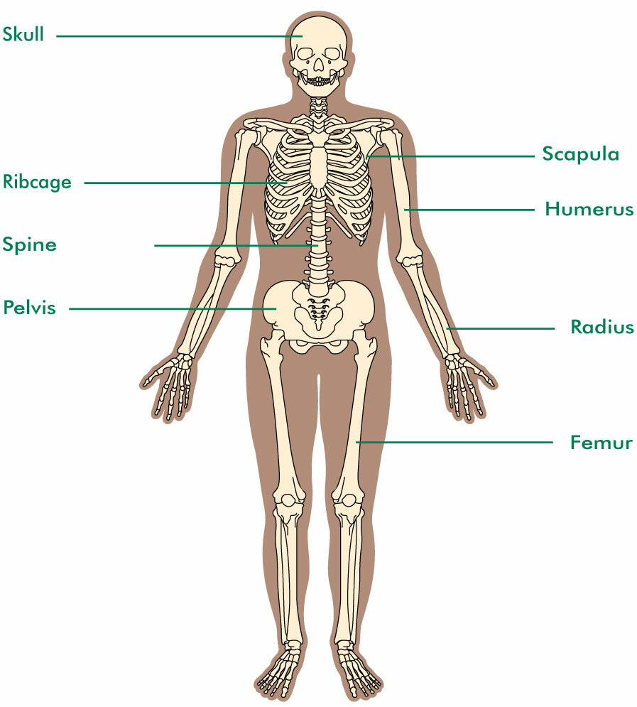 skeleton diagram