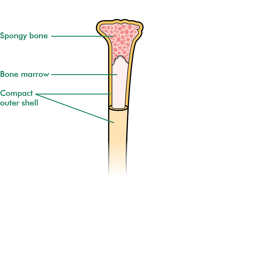 Bone Marrow Labelled Diagram bone-marrow-labelled-diagram