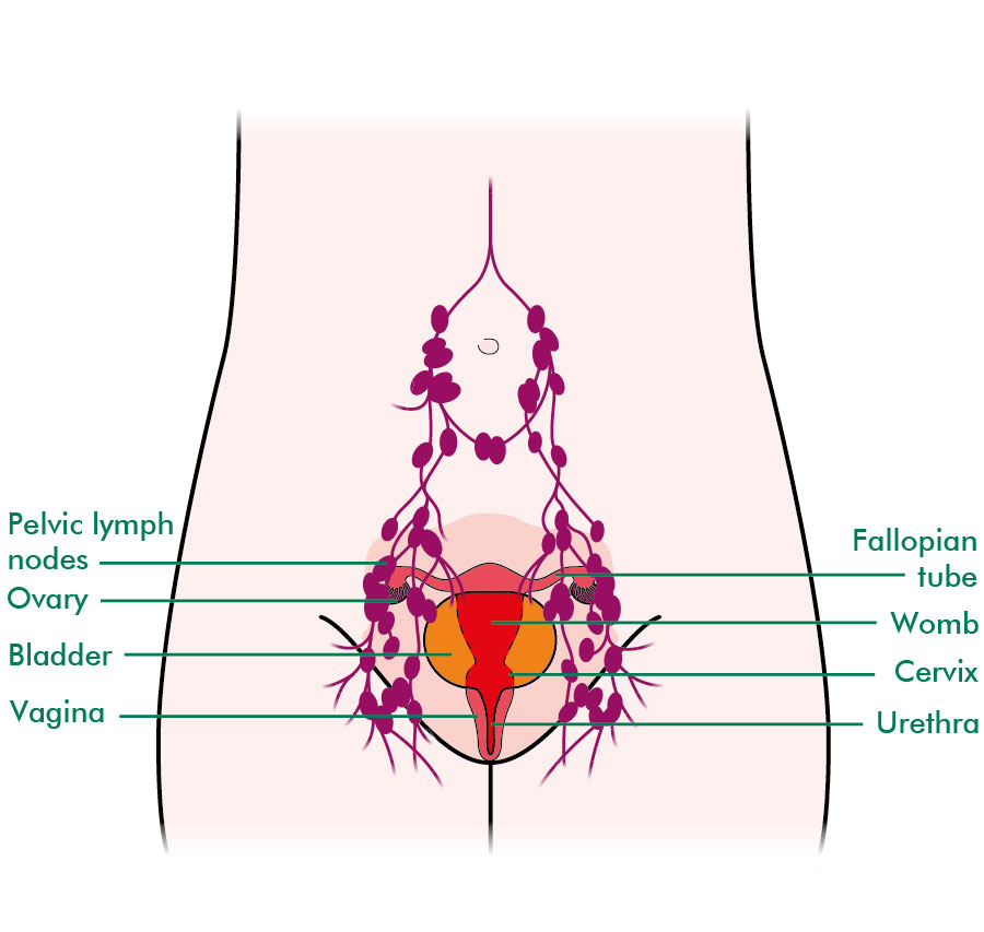 Groin muscles diagram diagram of groin aponeurosis from sscsantry groin project medical. Diagram Of Groin Area . The vulva and lymphatic system - Understanding - Macmillan ...
