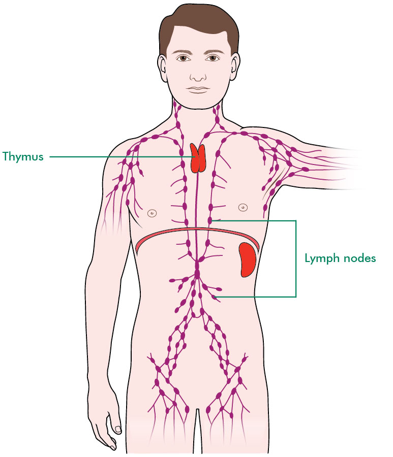 Thymus gland cancer Macmillan Cancer Support