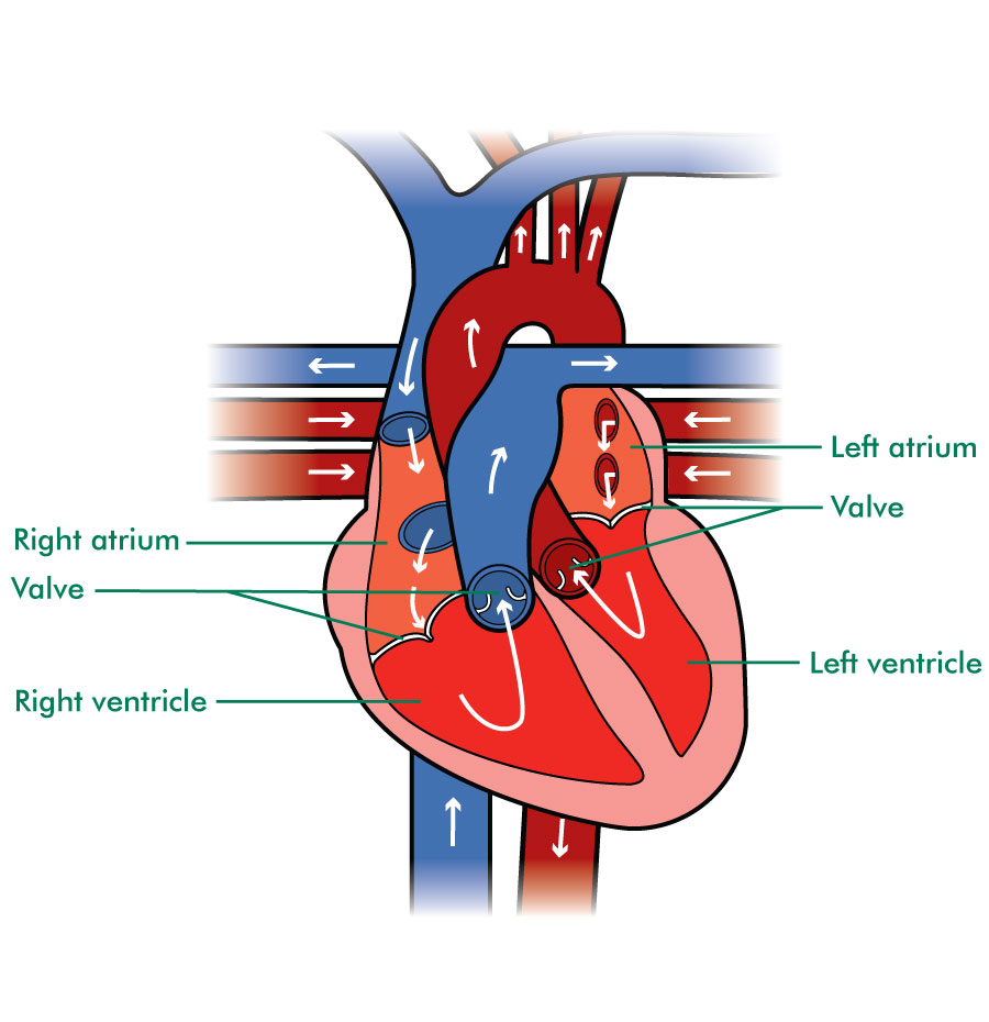 The heart and how it works Information and support Macmillan Cancer