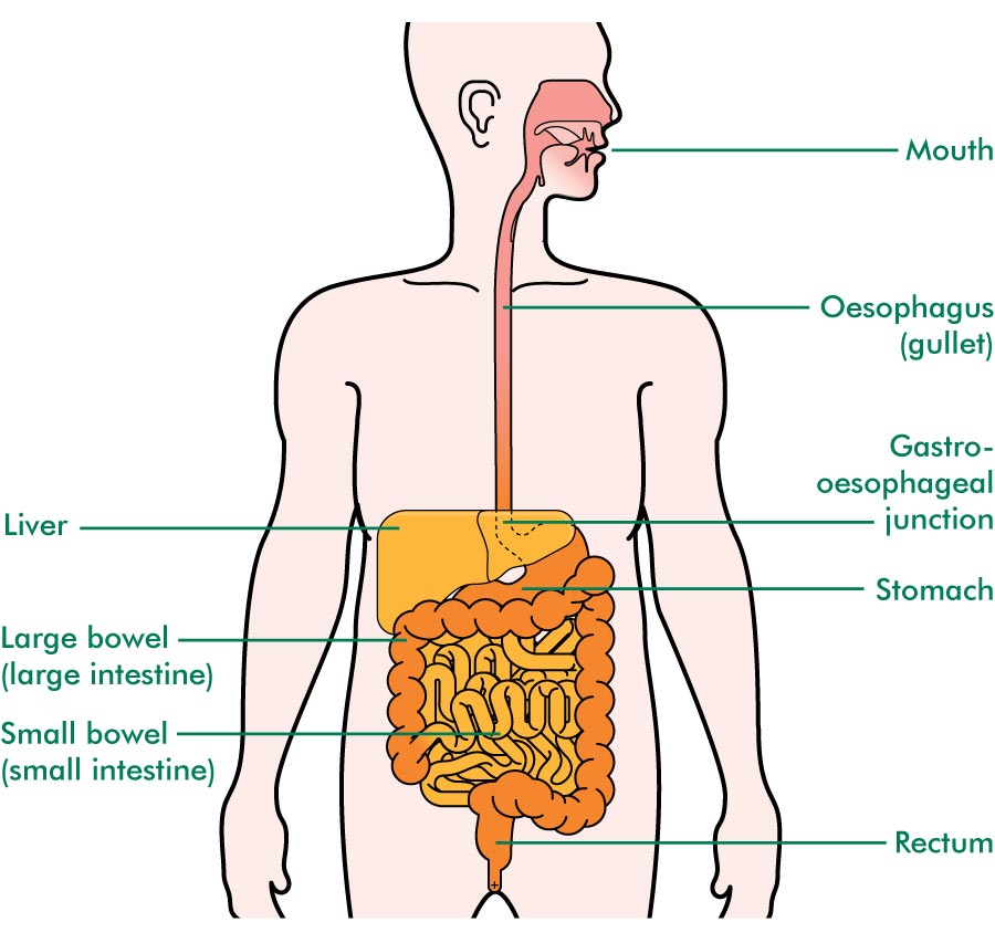 The oesophagus Understanding Macmillan Cancer Support
