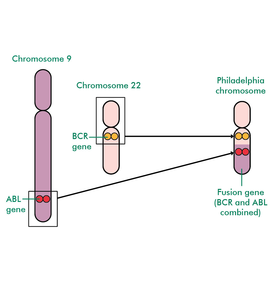 Watch Leukemia Symptoms video Watch Leukemia Symptoms video