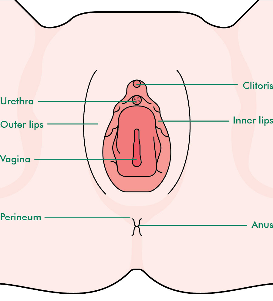 Vulva Pictures L 121