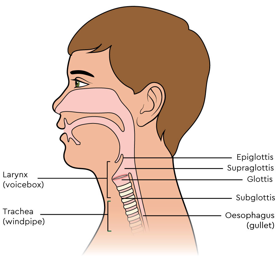 Gallery For > Larynx