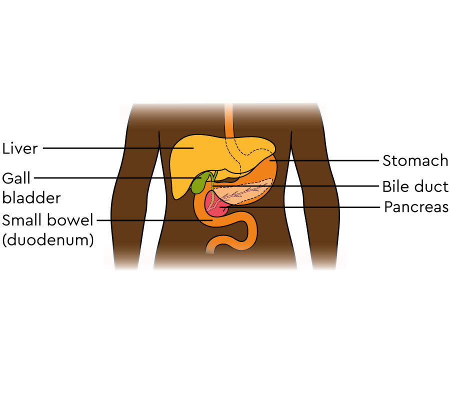 Pancreas the pancreas is located