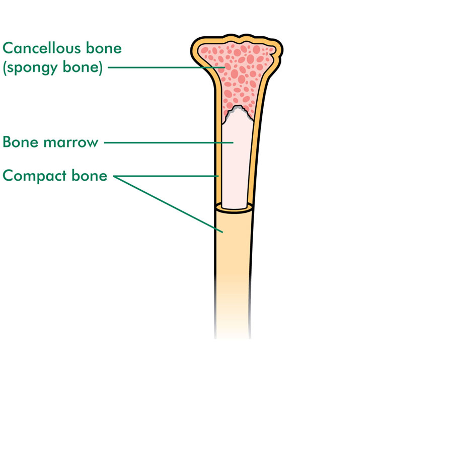 Parts Of Long Bone Diagram / Long bone - Wikipedia : The bones of the chest — namely the rib ...