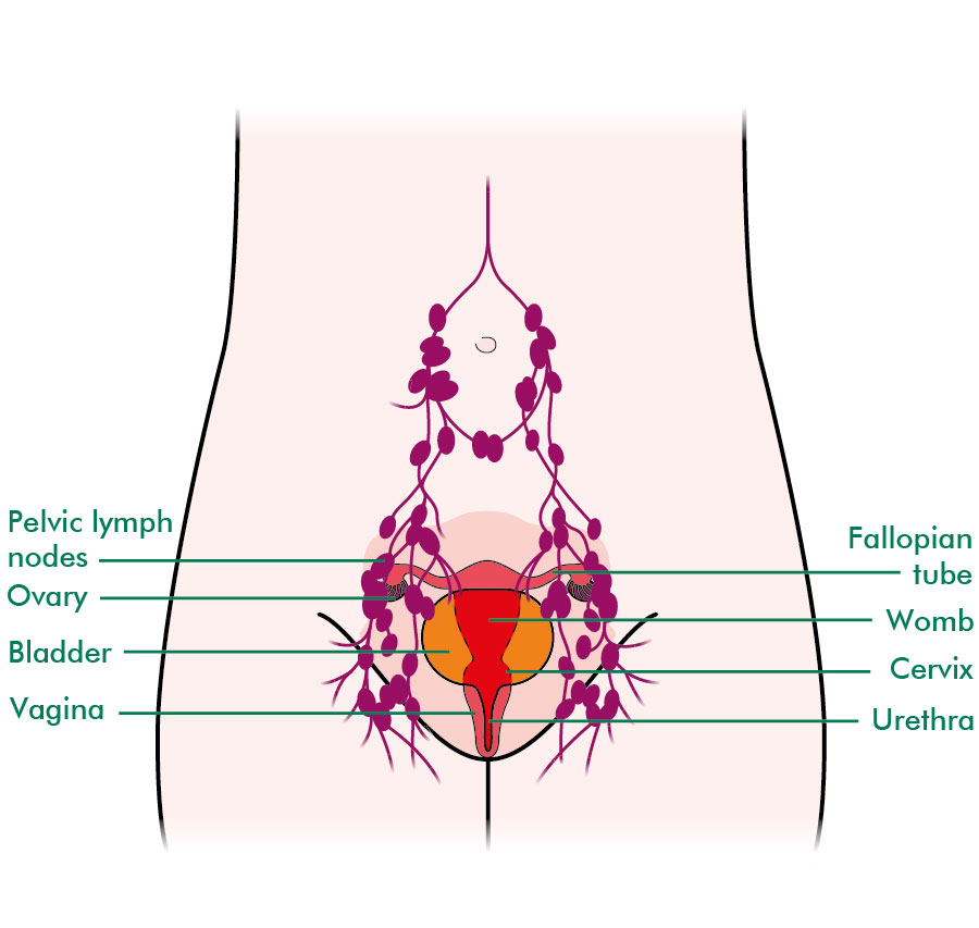 The Cervix Cervical Cancer Macmillan Cancer Support