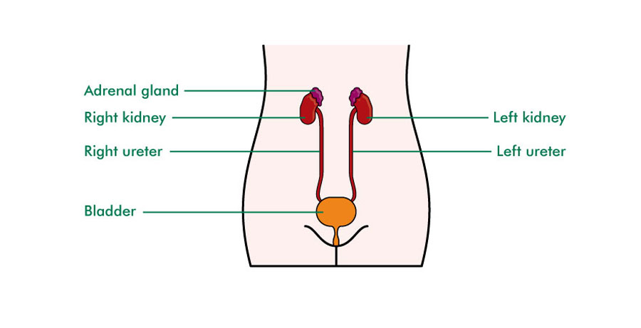 The Kidneys - Understanding
