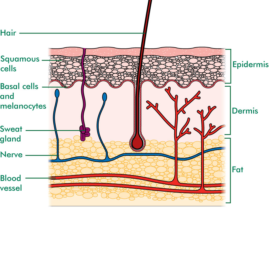 Images Of Skin Structure