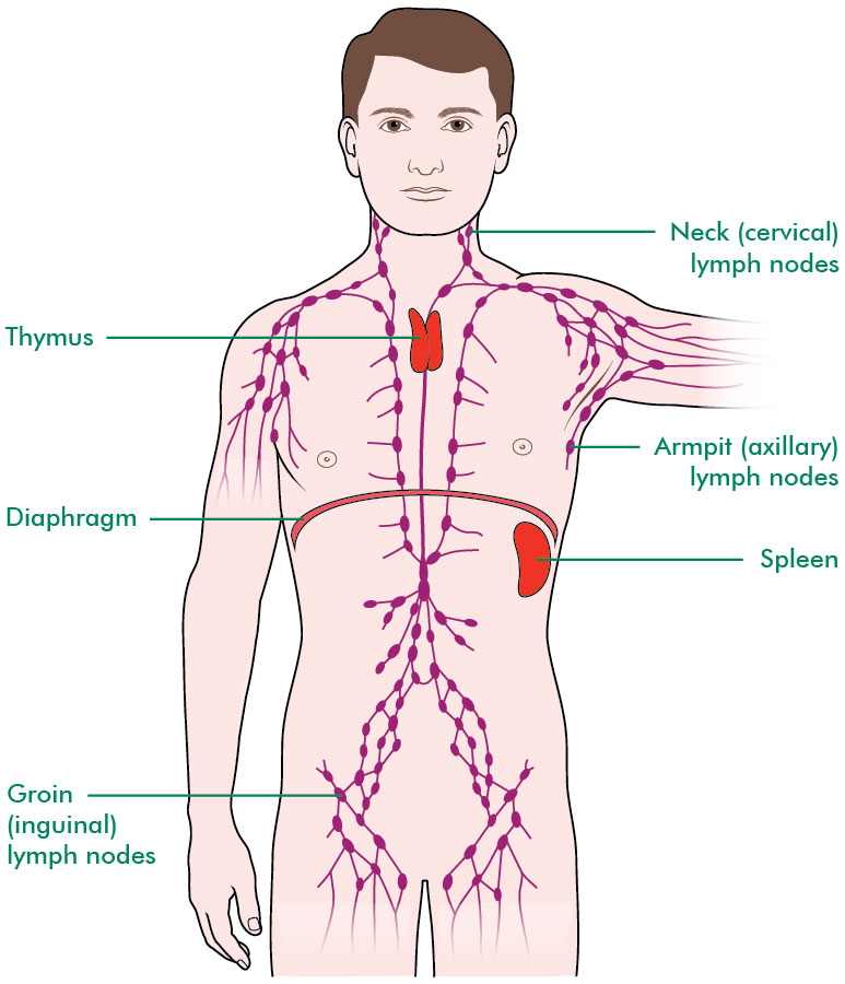 Lymphatic system - Hodgkin lymphoma - Understanding cancer - Macmillan