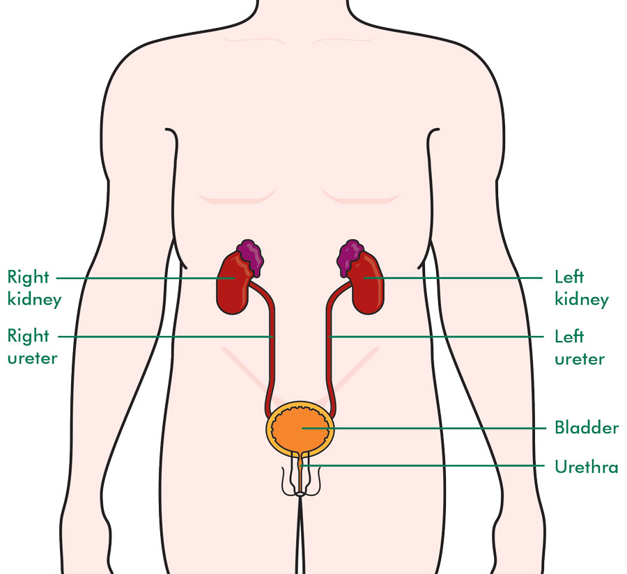 About the bladder - Understanding cancer - Macmillan Cancer Support