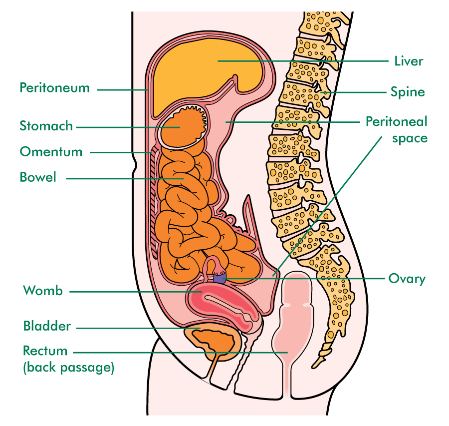 parietal-peritoneum-what-is-it-organs-it-covers-and-more-osmosis