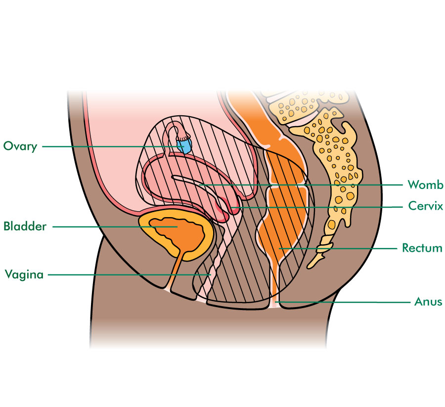 Factsheets In Pelvic Floor Muscle Training For Women