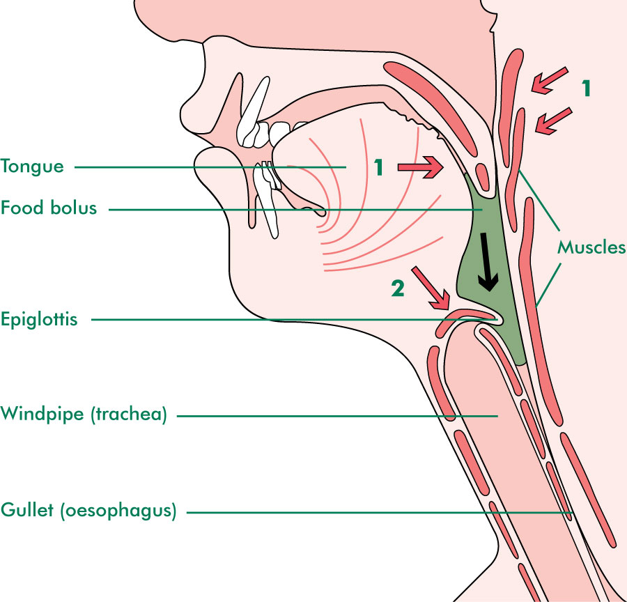 Head and neck cancer | Eating and drinking - Macmillan Cancer Support