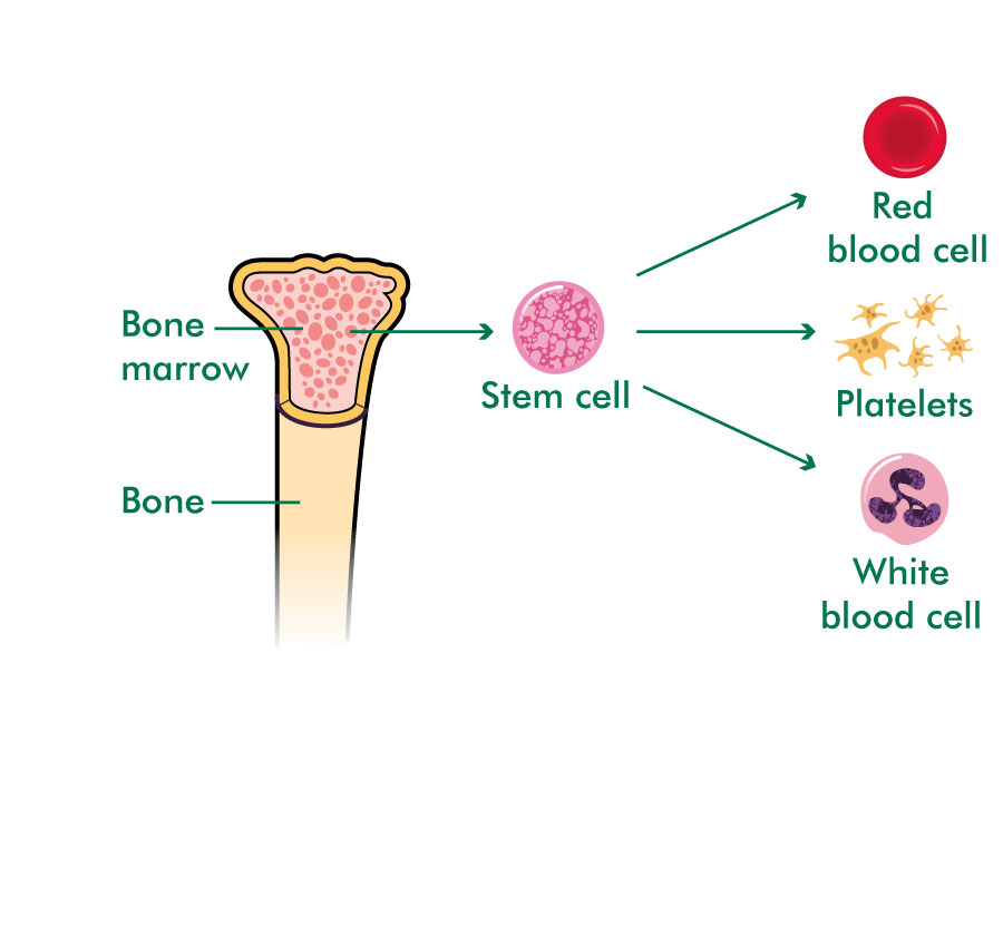 Albums 91+ Images form from stem cells in red bone marrow Updated