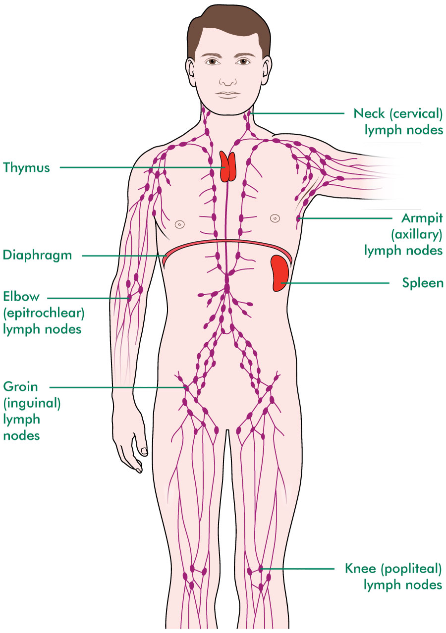 Tests to check your lymph nodes - Macmillan Cancer Support