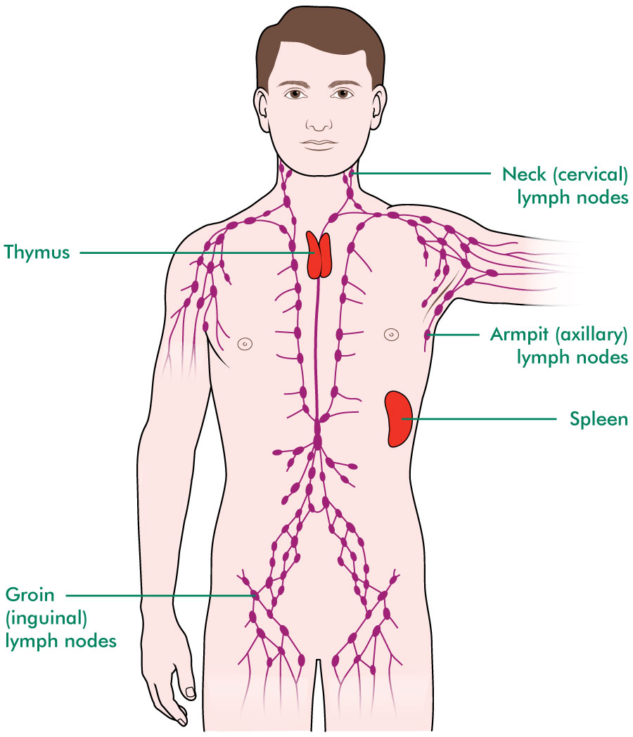 lymph nodes the blood and the lymphatic system understanding lymph nodes the blood and the lymphatic system understanding