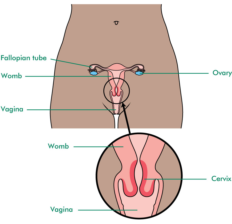 about cervical screening cervical screening and cin macmillan