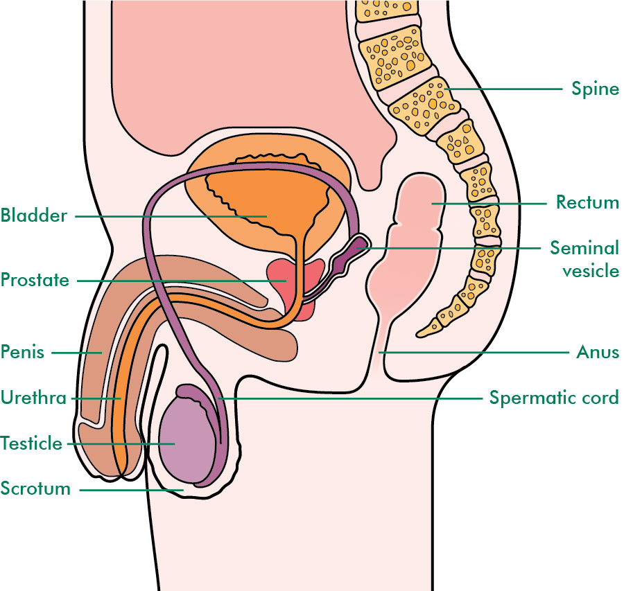 What Is The Tip Of The Penis Called