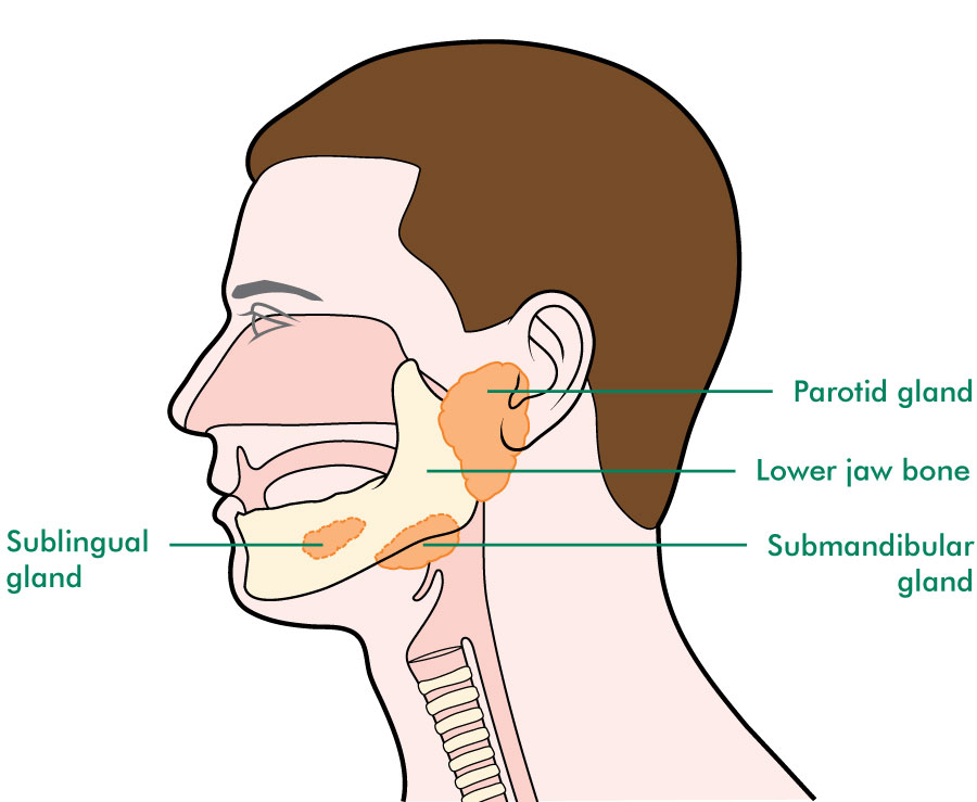 Salivary Gland Location Diagram