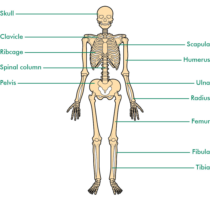 The bones - Understanding - Macmillan Cancer Support