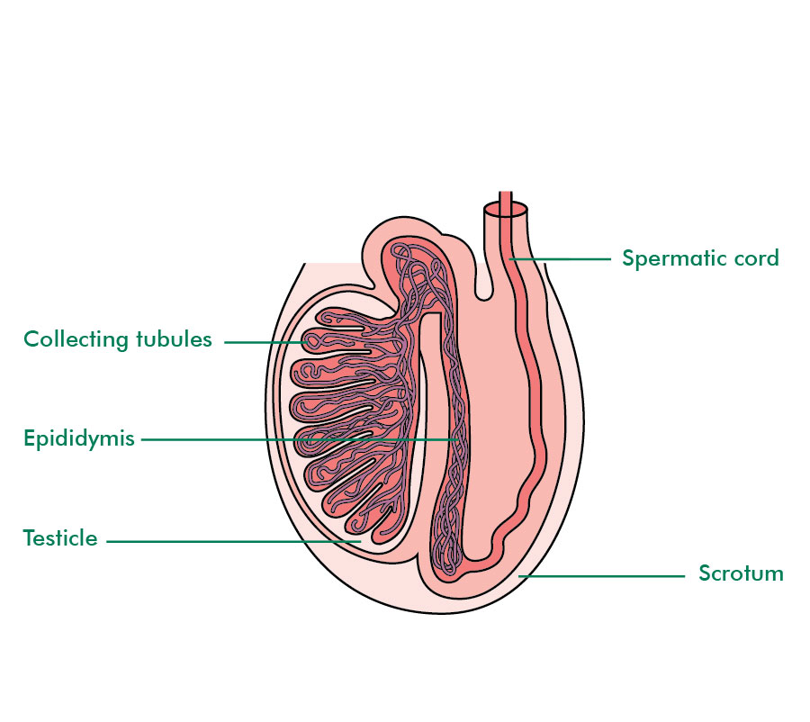 The Testicles - Understanding Cancer