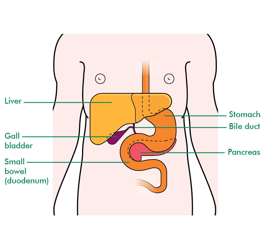 Liver Location In Body