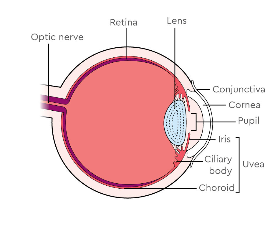 This diagram is a side view showing the structure of the eye. At the front of the eye a thin layer, called the conjunctiva, covers the eye. Directly behind this is the cornea, which is where light first enters the eye. The light that enters through the cornea then passes through an opening called a pupil, which is an opening in the coloured part of your eye that is called the iris. Below the iris are the ciliary body and the choroid. These three together form the middle layer around the eyeball called the uvea. Behind the iris sits the lens, which controls how well you can focus on images. At the back of the eye is the optic nerve, leaving the eyeball. Also at the back of the eye, close to the choroid, is the retina.