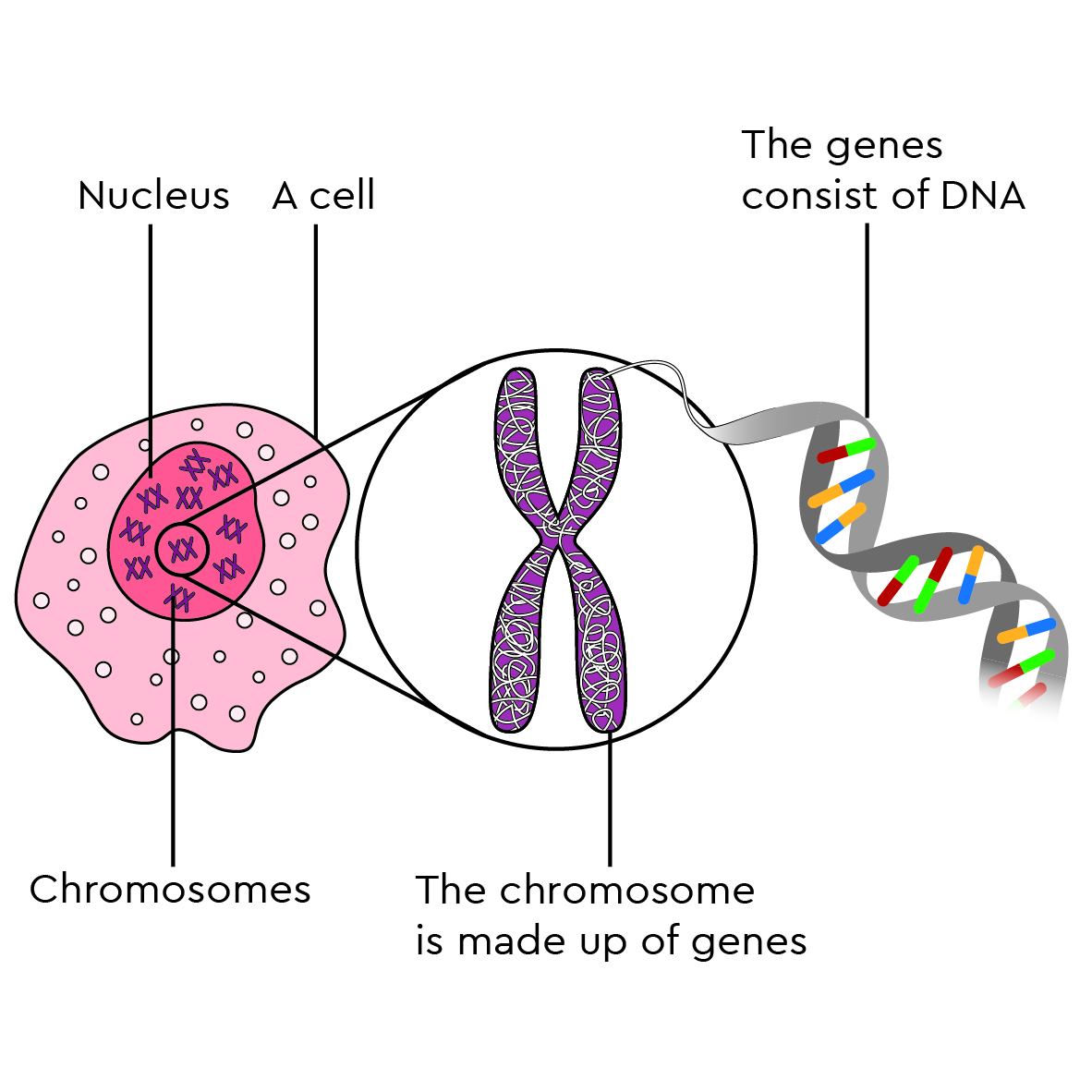 The diagram shows, in 3 linked illustrations, how a cell contains pairs of chromosomes, then how the chromosomes are made up of genes, and finally how the genes are made up of DNA. The left-hand illustration shows a cell. The cell contains a nucleus. In this are chromosomes, arranged into pairs. The middle illustration shows a close-up of a pair of chromosomes. These are made up of 2 vertical thread-like structures joined together in the middle to make an ‘H’ shape. The right-hand illustration shows the thread-like detail. It shows how, if unravelled, the genes are made up of DNA.