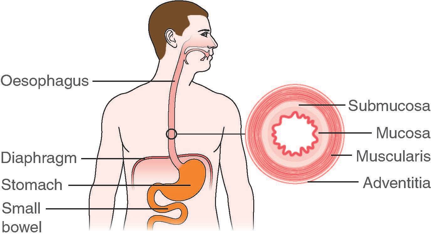 Diagram showing the oesophagus, or food pipe, connecting from the mouth to the stomach