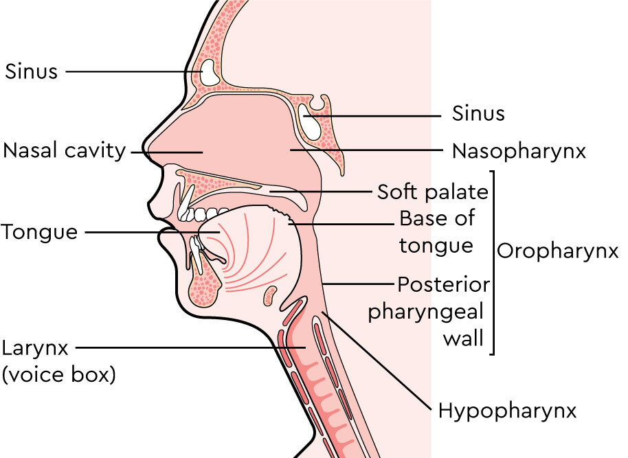 anatomy of nasopharynx