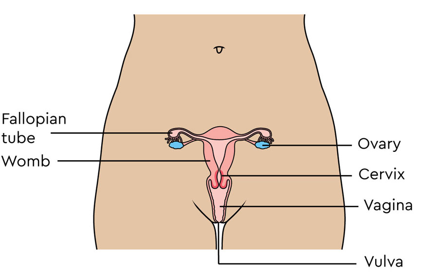 Female reproductive system no lymph nodes
