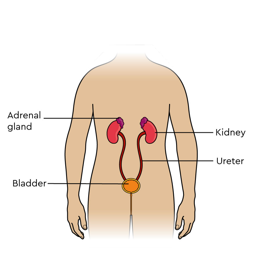 Position of the kidneys, bladder and adrenal glands