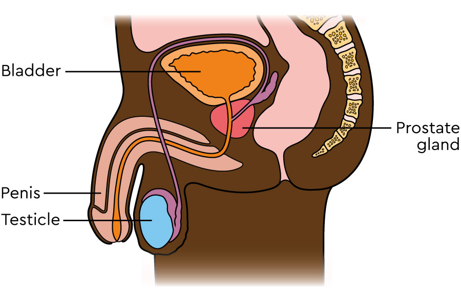The male reproductive system