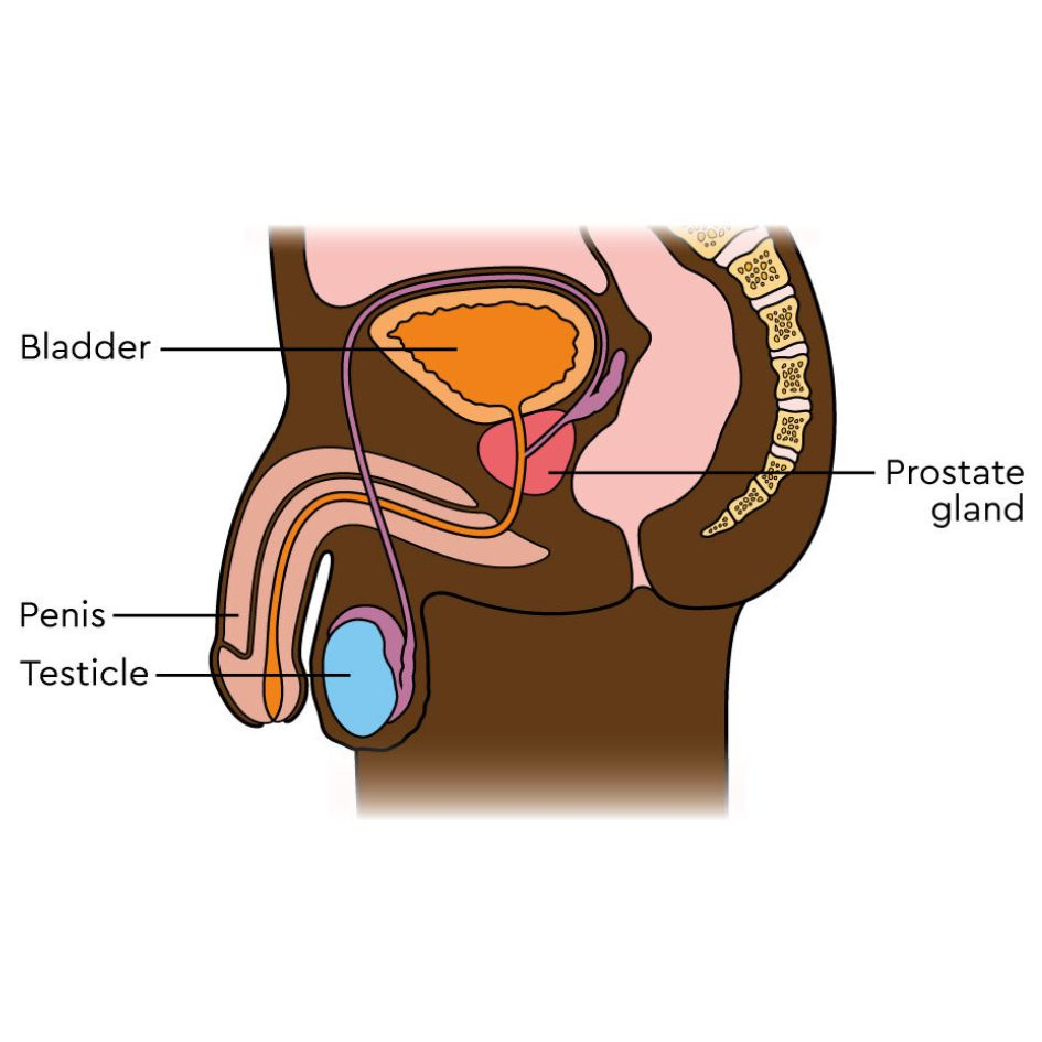 Labelled side view of the male reproductive system, showing the bladder, prostate gland, penis and testicles