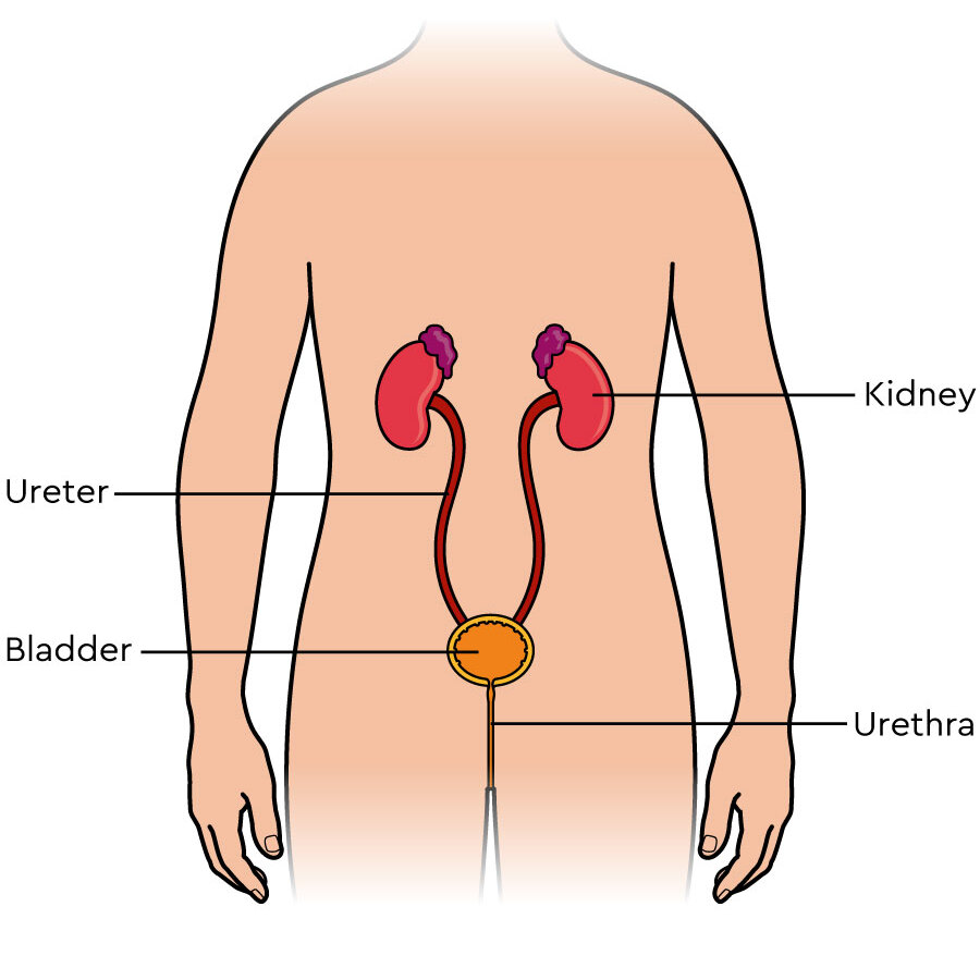 The bladder in the body