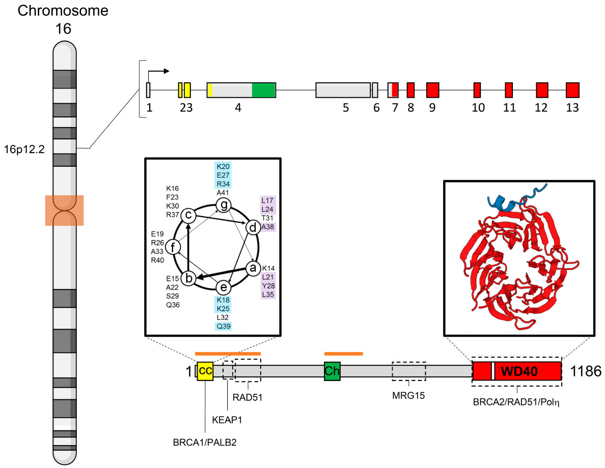 Genomics toolkit PALB2 chromosome 16