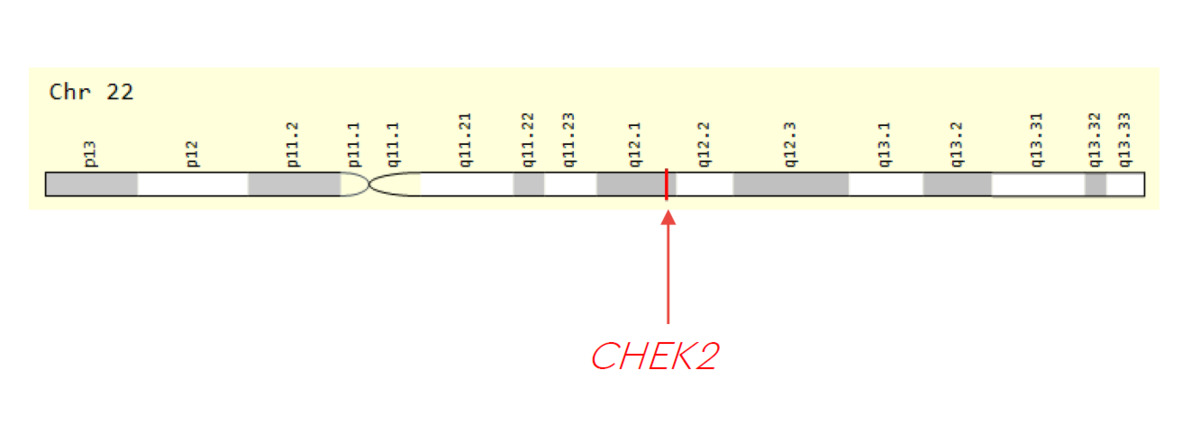 An image showing the location of CHEK22 on chromosome 22.