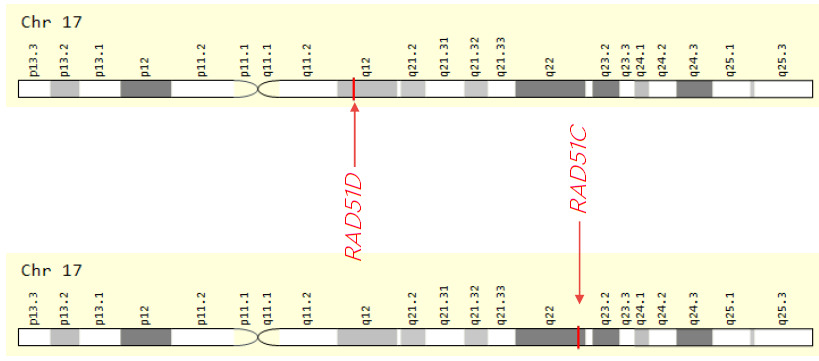 RAD51C and RAD51D gene card